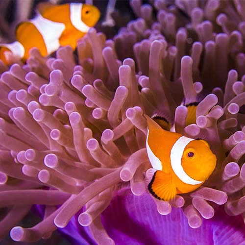 Animals That Work Together: Perfect Pairs for Life
