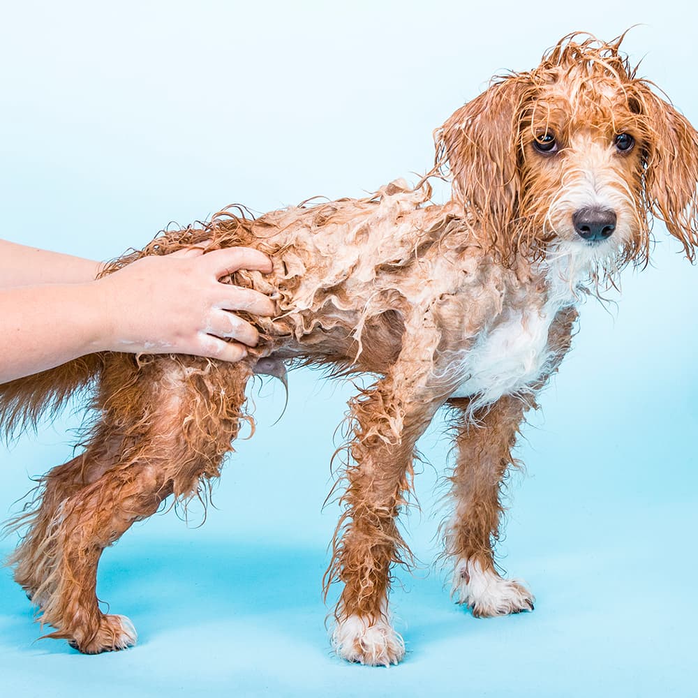 Bow wow shampoo in use