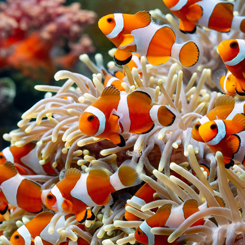 Eco Heroes Ocean Conservationists