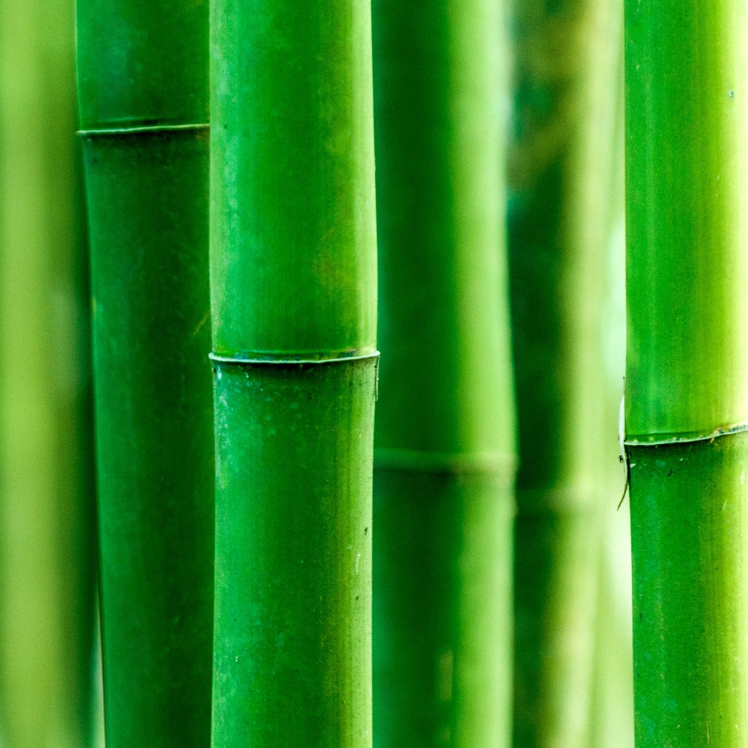Bambusa arundinacea extract