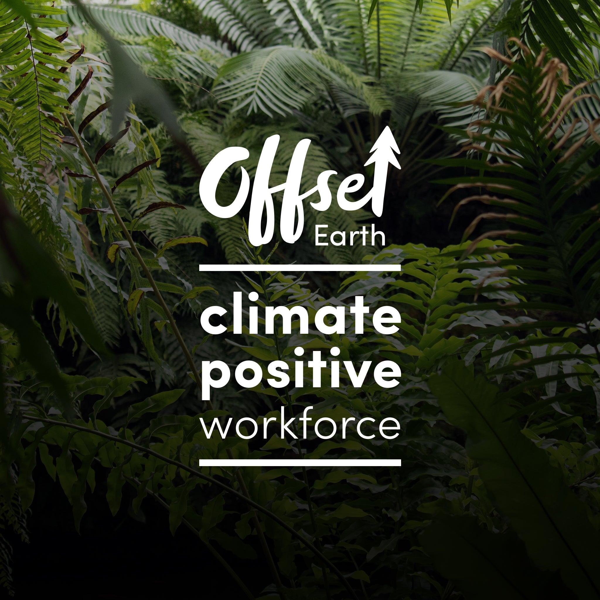 Introducing our new tree planting initiative: A tree is planted per Ethique order