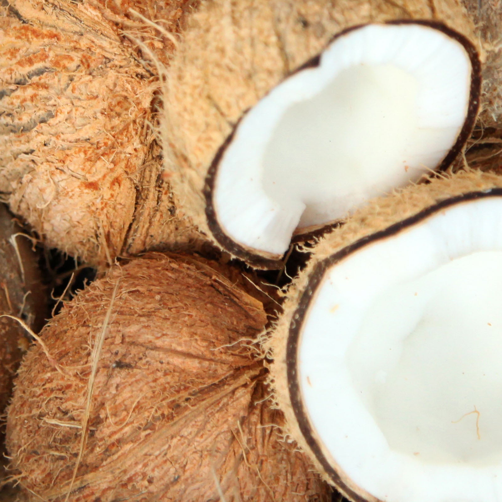 Cocos nucifera (coconut) oil