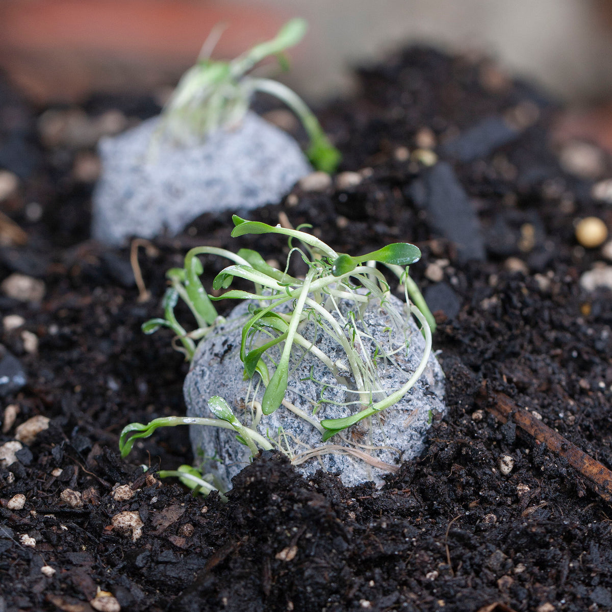 How to Make a Seed Bomb: DIY Guide