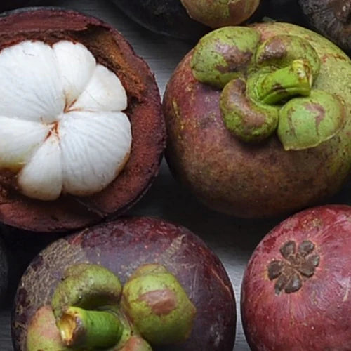 Garcinia indica (kokum) butter