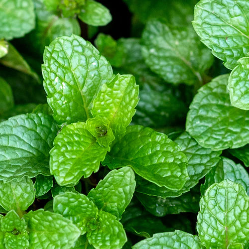 Mentha piperita (Peppermint) oil