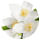 Jasminum grandiflorum (jasmine) essential oil